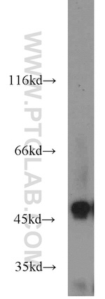 ENO3 Antibody in Western Blot (WB)