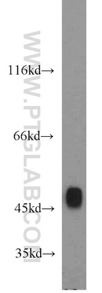 ENO3 Antibody in Western Blot (WB)
