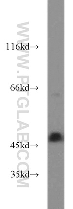 ENO3 Antibody in Western Blot (WB)
