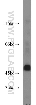ENO3 Antibody in Western Blot (WB)