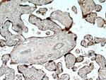 GH2 Antibody in Immunohistochemistry (Paraffin) (IHC (P))