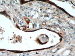 GH2 Antibody in Immunohistochemistry (Paraffin) (IHC (P))