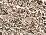 Growth hormone Antibody in Immunohistochemistry (Paraffin) (IHC (P))