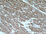 HCN2 Antibody in Immunohistochemistry (Paraffin) (IHC (P))