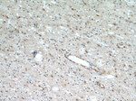 HCN2 Antibody in Immunohistochemistry (Paraffin) (IHC (P))