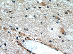 HCN2 Antibody in Immunohistochemistry (Paraffin) (IHC (P))