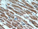 HCN2 Antibody in Immunohistochemistry (Paraffin) (IHC (P))