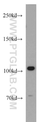 HCN2 Antibody in Western Blot (WB)