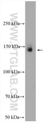 MAP4K4 Antibody in Western Blot (WB)