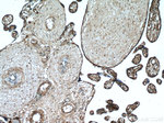 MAP4K4 Antibody in Immunohistochemistry (Paraffin) (IHC (P))
