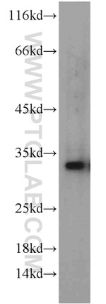 GPR35 Antibody in Western Blot (WB)