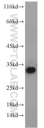 GPR35 Antibody in Western Blot (WB)