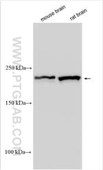 TRPM7 Antibody in Western Blot (WB)