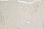 MASP2 Antibody in Immunohistochemistry (Paraffin) (IHC (P))