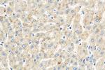 MASP2 Antibody in Immunohistochemistry (Paraffin) (IHC (P))