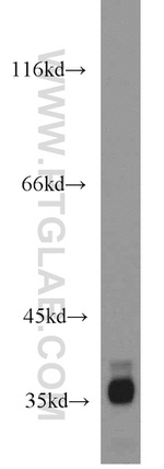 MORF4L1 Antibody in Western Blot (WB)