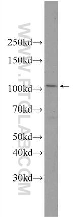 LAMP1 Antibody in Western Blot (WB)