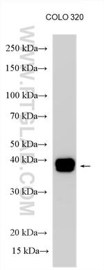 FKBP15 Antibody in Western Blot (WB)