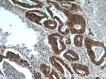 MMP21 Antibody in Immunohistochemistry (Paraffin) (IHC (P))
