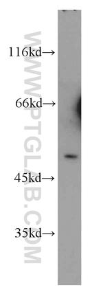 CHRNA10 Antibody in Western Blot (WB)