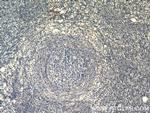 ZGLP1 Antibody in Immunohistochemistry (Paraffin) (IHC (P))