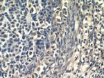 ZGLP1 Antibody in Immunohistochemistry (Paraffin) (IHC (P))