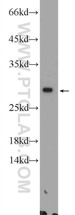 ZGLP1 Antibody in Western Blot (WB)