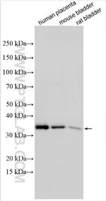 LIMS2 Antibody in Western Blot (WB)