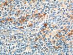 HTR1A Antibody in Immunohistochemistry (Paraffin) (IHC (P))