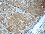 PDE2A Antibody in Immunohistochemistry (Paraffin) (IHC (P))