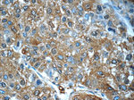 PDE2A Antibody in Immunohistochemistry (Paraffin) (IHC (P))