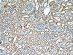 PDE2A Antibody in Immunohistochemistry (Paraffin) (IHC (P))