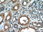 PDE2A Antibody in Immunohistochemistry (Paraffin) (IHC (P))