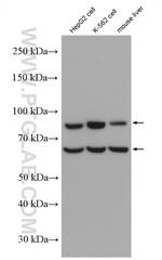 EPOR Antibody in Western Blot (WB)