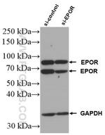 EPOR Antibody in Western Blot (WB)