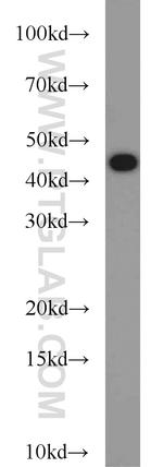 TAL1 Antibody in Western Blot (WB)