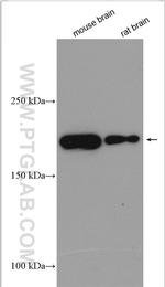 MYO5A Antibody in Western Blot (WB)