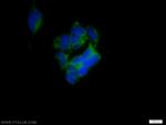 SH2D5 Antibody in Immunocytochemistry (ICC/IF)
