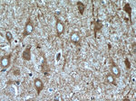 SH2D5 Antibody in Immunohistochemistry (Paraffin) (IHC (P))