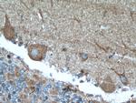SH2D5 Antibody in Immunohistochemistry (Paraffin) (IHC (P))