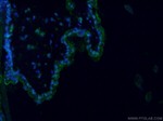 Involucrin Antibody in Immunohistochemistry (PFA fixed) (IHC (PFA))