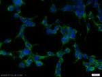 STK38 Antibody in Immunocytochemistry (ICC/IF)