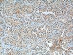 RNASE3 Antibody in Immunohistochemistry (Paraffin) (IHC (P))