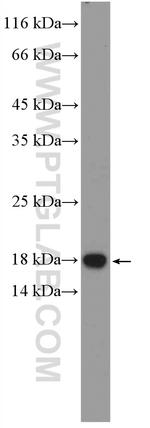 RNASE3 Antibody in Western Blot (WB)