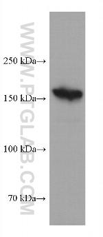 NEURL4 Antibody in Western Blot (WB)