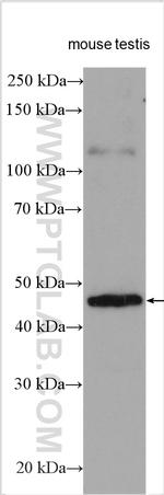 PRKACG Antibody in Western Blot (WB)