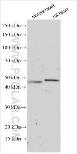 CHRNE Antibody in Western Blot (WB)