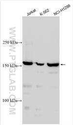 PRDM16 Antibody in Western Blot (WB)