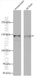 p140Cap Antibody in Western Blot (WB)