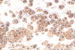 EVC2 Antibody in Immunohistochemistry (Paraffin) (IHC (P))